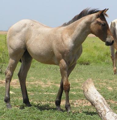 roan filly for sale