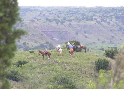 Horses on a cattle roundup 