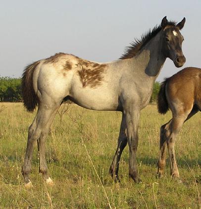 blue roan for sale