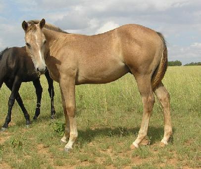 Sierra Stampede